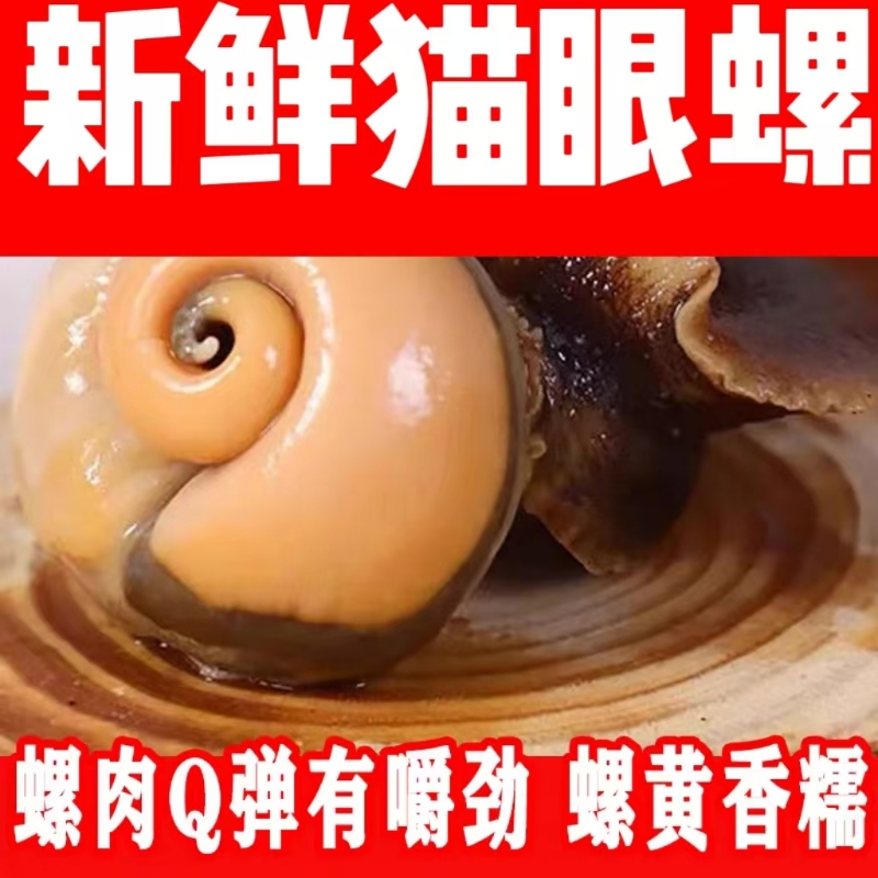 Fresh cat's eye snail, boiled snail, sliced snail meat