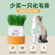 Cat grass potted fur grass seeds have been planted, lazy wheat seeds, cat snacks, hydroponic nutrition planting