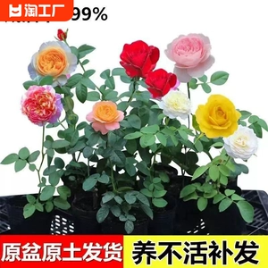 [月季花苗爬藤开花植物特大花卉盆栽绿植四季玫瑰果汁阳台藤本蔷薇]