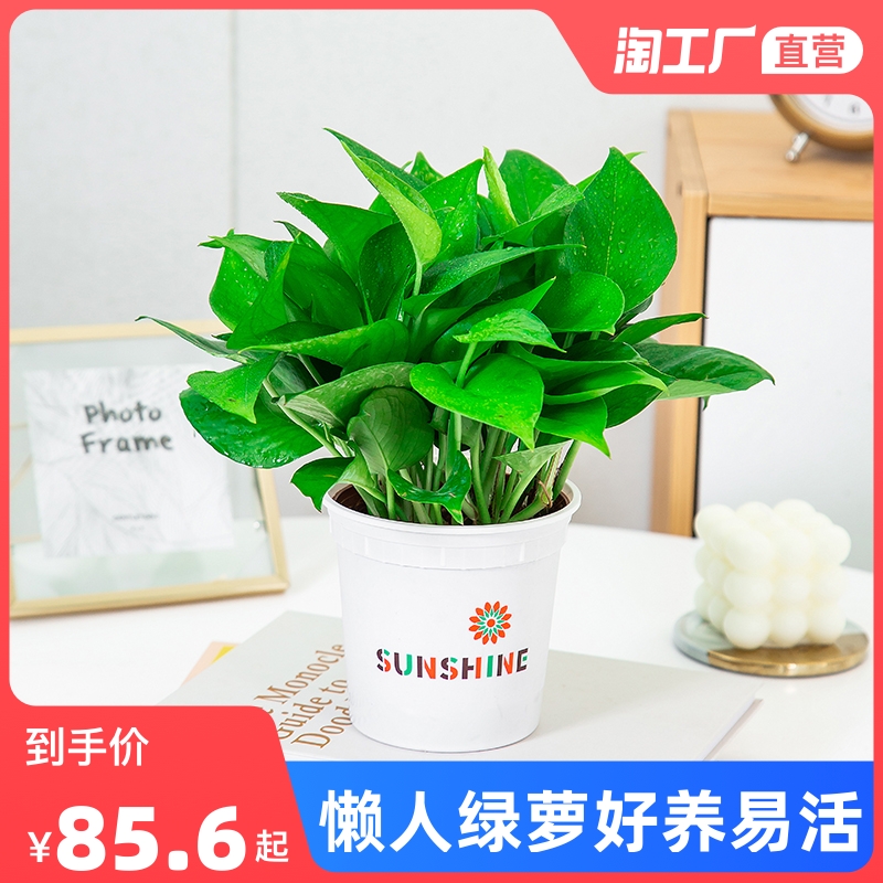 Green potted plant flower water cultivation pot view flower green plant in the green plant absorption formaldehyde purification air