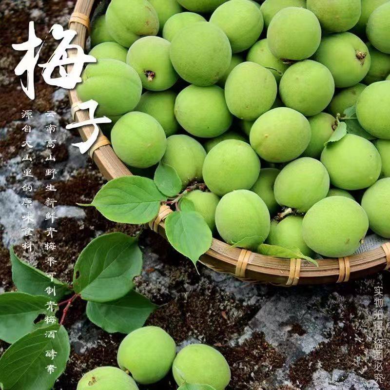 精选20斤高山青梅鲜果:当季泡酒神器,云南现货运来的大果青皮梅子!-青梅-淘宝百科网