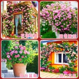 Розовый цветок Мяо Тэн В этом сезоне