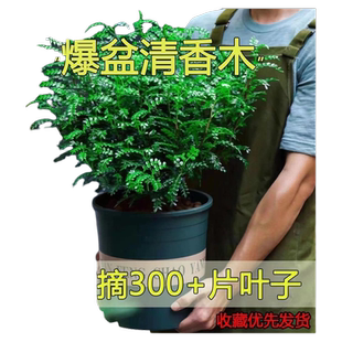 爆盆胡椒木清香木盆栽蛋糕装饰叶子西餐饮品烘培甜品点缀好养植物