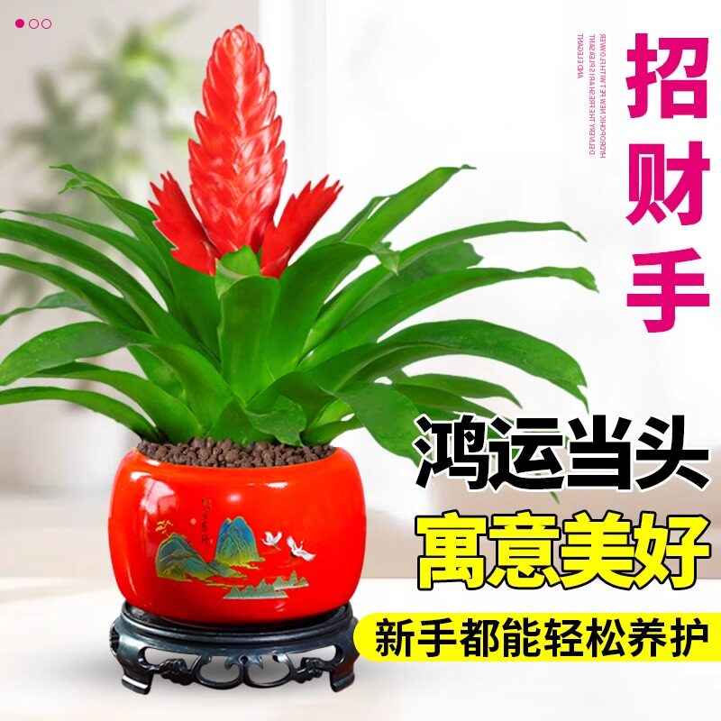 招财手鸿运当头盆栽：室内好养的空气净化神器，办公室客厅必备！-搞怪杯子-淘宝百科网