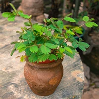 200 капсул+удобрения [купить 2 получить 1 Get 1]