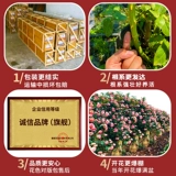 Розовый цветок Мяо Тэн В этом сезоне