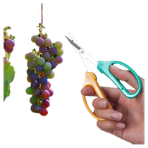 Special scissors for grape pruning fruit thinning pepper pruning fruit and vegetable pruning loquat orange picking and pruning