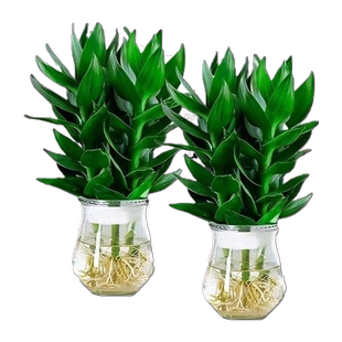 观音竹富贵竹水培植物花卉绿植发财树室内盆栽竹子水养好养客厅