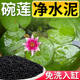 碗莲专用泥水草泥陶粒砂水培植物睡莲种子高肥力不浑水鱼缸营养泥