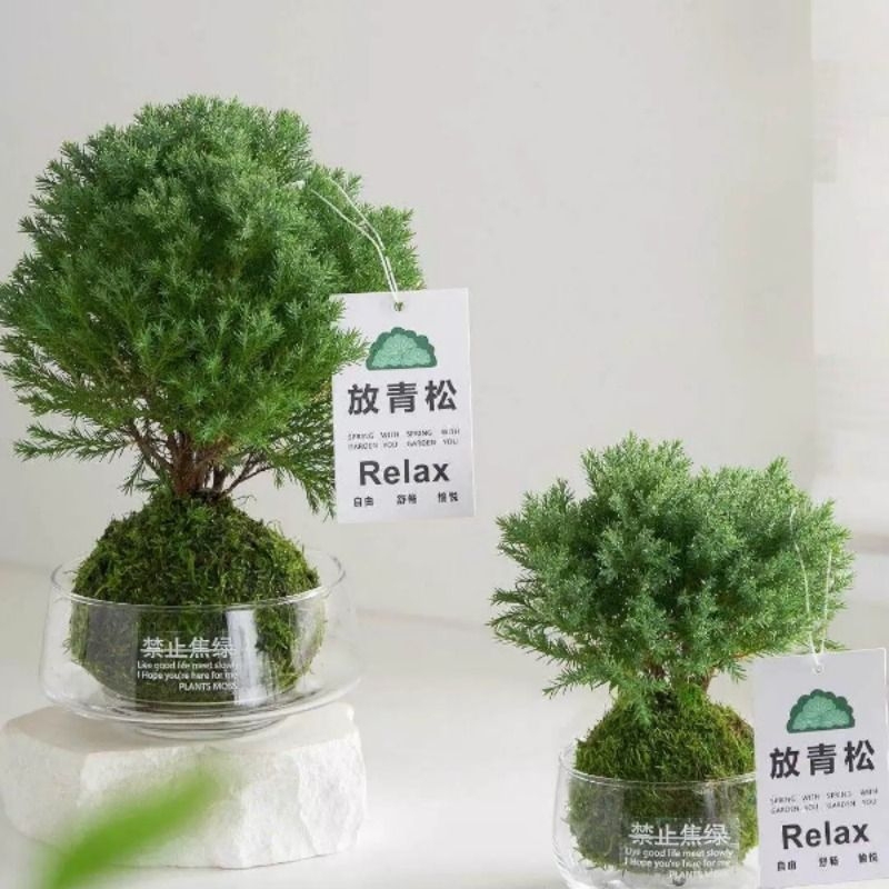 Place Pine Ornaments, Frost Moss Balls in the Office, Living Room, Creative Workstations; Easy-To-Care Hydroponic Plants for Lazy People Place Pine Ornaments, Frost Moss Balls in the Office, Living Room, Creative Workstations; Easy-To-Care Hydroponic Plants for Lazy People