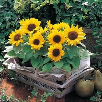 Две капсулы Sunflower 50+жир [купить 2 Get 1 Get 1]