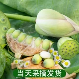 Хунань Сянгтан Fresh Lotus Film выбирает и ест сладкие и нежные семена лотоса натуральные фрукты.