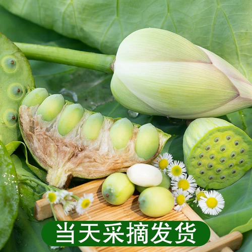 Хунань Сянгтан Fresh Lotus Film выбирает и ест сладкие и нежные семена лотоса натуральные фрукты.