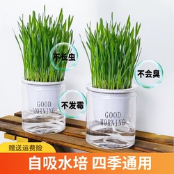 cat grass potted planting cat grass soilless water ວັດທະນະທໍາ cat mint hair grass wheat potted seedling tray kitten snacks