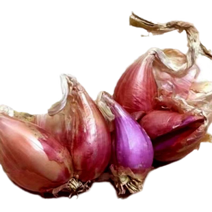 【首单直降】四川红葱头铁葱火葱自家种盆栽种植四季小香葱红头葱