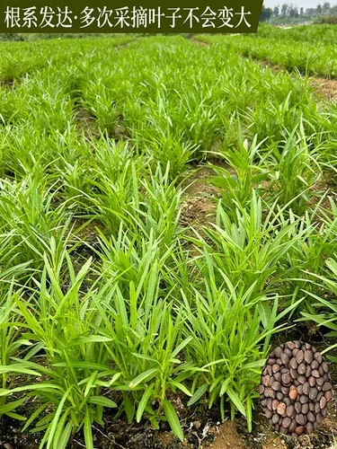 Семена водяного шпината с тремя вилками, семена зеленого четырехсезонного рапса, листья ивы, семена крупнолистных, овощи в горшках, стручковый перец, быстрорастущие тыквы.