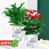 Растения в горшках с белыми пальмами просты в жизни и в них легко плавать. Гидропонные растения в офисе. Цветы и зеленые растения. Цветы антуриума выращиваются на гидропонике и цветут в любое время года. 𫔭Цветы