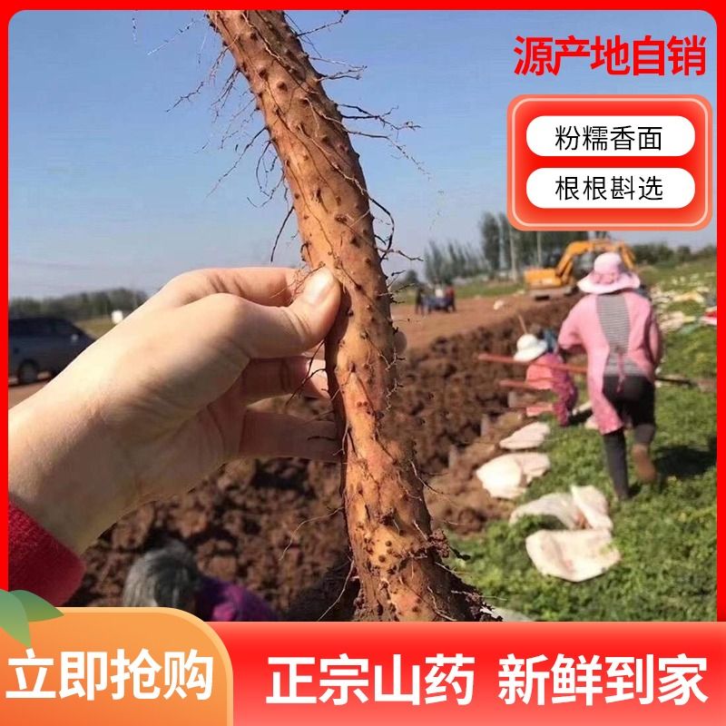 铁棍山药新鲜淮山药？小白嘴现挖山药怎么选才不踩坑？