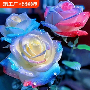 [玫瑰花树苗老桩月季花苗特大花盆栽四季开花卉红蔷薇多色果汁阳台]
