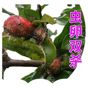 石榴树杀虫专用药盆栽果园石榴蚜虫桃蛀螟绒蚧食心虫特效药杀虫剂