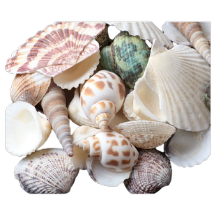 天然贝壳海螺海星水族鱼缸造景装饰品手工diy漂流瓶摆件装饰套餐