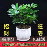 Bayang Lai Wealth Pot Pought Pot Losting Loge Weep Pot Pot Pot Four Seasons Evergreen Desktop Anti -Radiation Flower Bonsai волосы бонсай