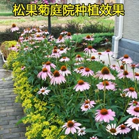 300 капсул сосны 松+жир [купить 2 получить 1 Get 1]