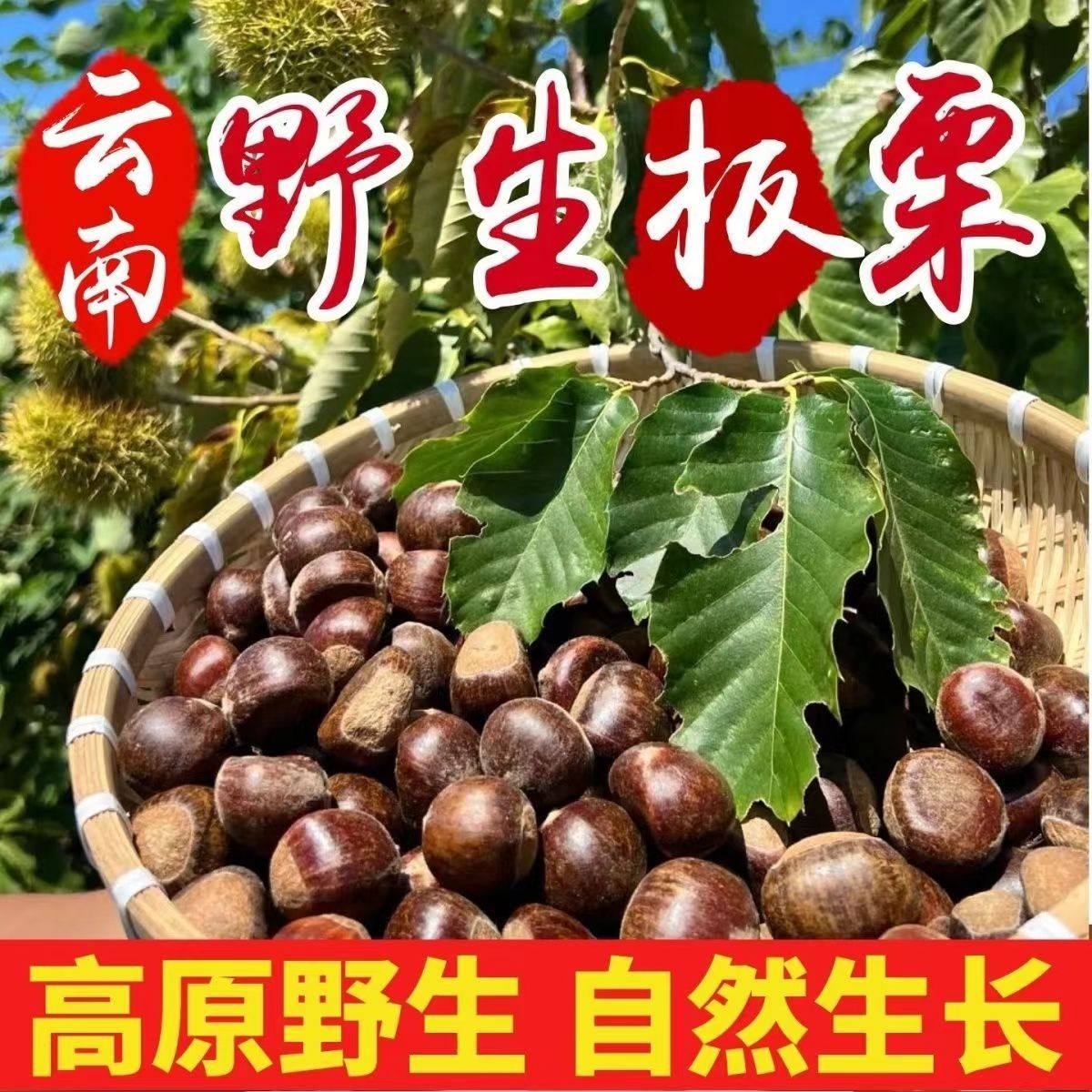 新鲜生板栗:来自高山的甜蜜诱惑,一口咬下全是幸福的味道!🌾🌰-新鲜板栗-淘宝百科网
