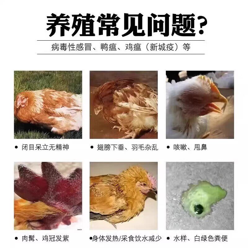 鸡鸭鹅喉响灵口服液真能治咳喘?养禽人必看的科学调理指南-鸟禽类医疗用品-淘宝百科网