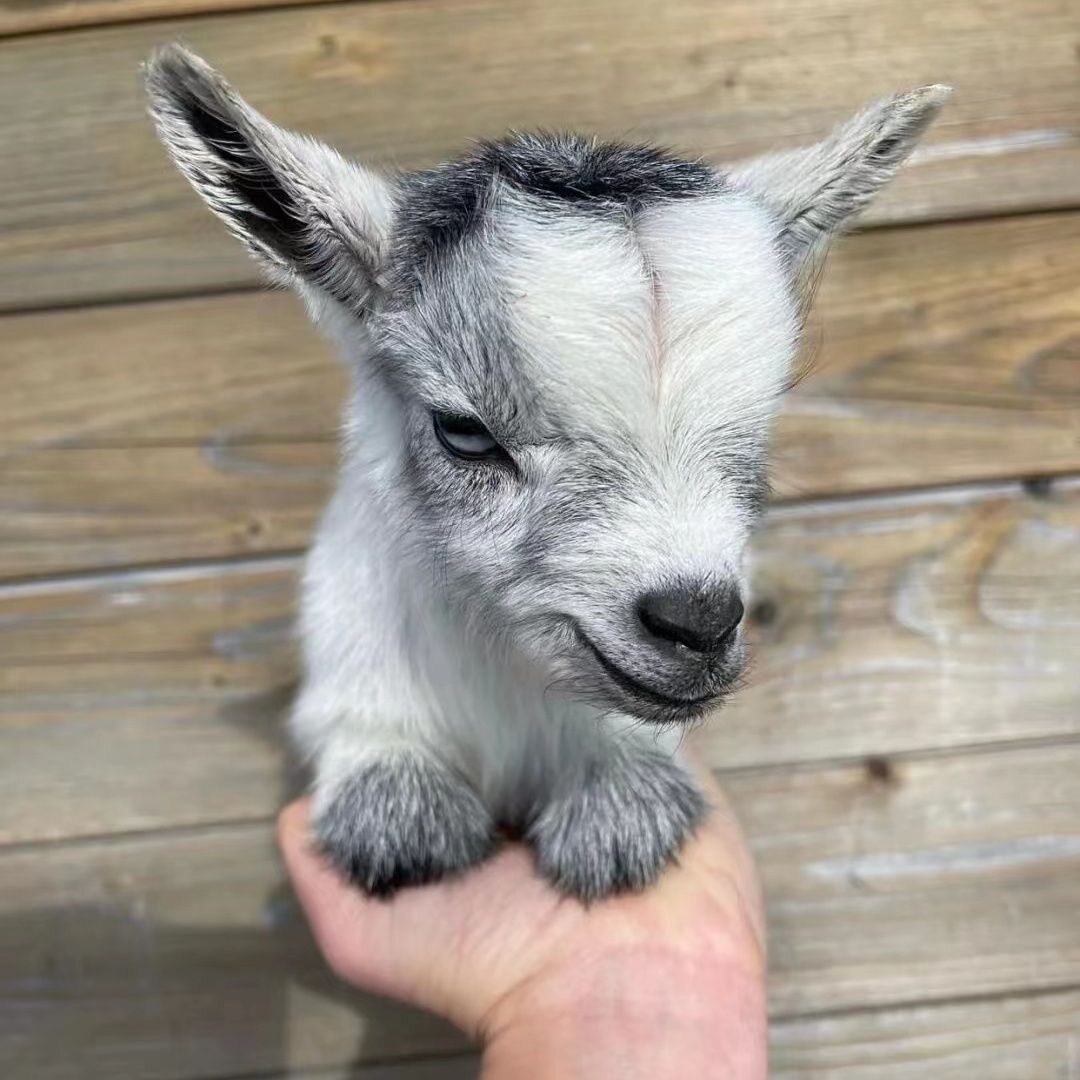 侏儒羊仔宠物羊 cute畜牧业新手必看 🐑💖-其它宠物-淘宝好物网