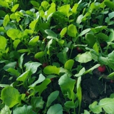 Семена вишневого радио, тонкое мясо нежное, сочный красный кубики маленькая редька, семена овощей, весенний и осенний двор пастырский горшок