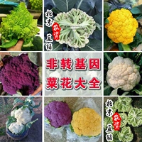 Семена овощей коол семян цветной цветной цветной капусты.