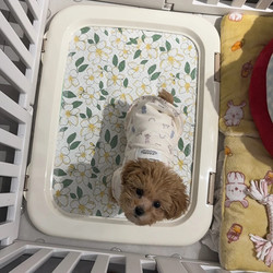 Alice Dog Toilet Pet Potty Urinal Small Size Dogs Alice Teddy Supplies Dog Toilet