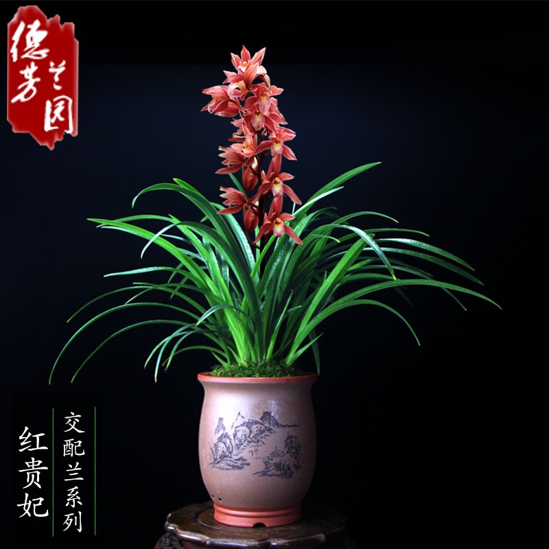 浓香型花卉盆栽兰花苗带花苞红贵妃春冬季蕙兰室内绿植吸甲醛包邮