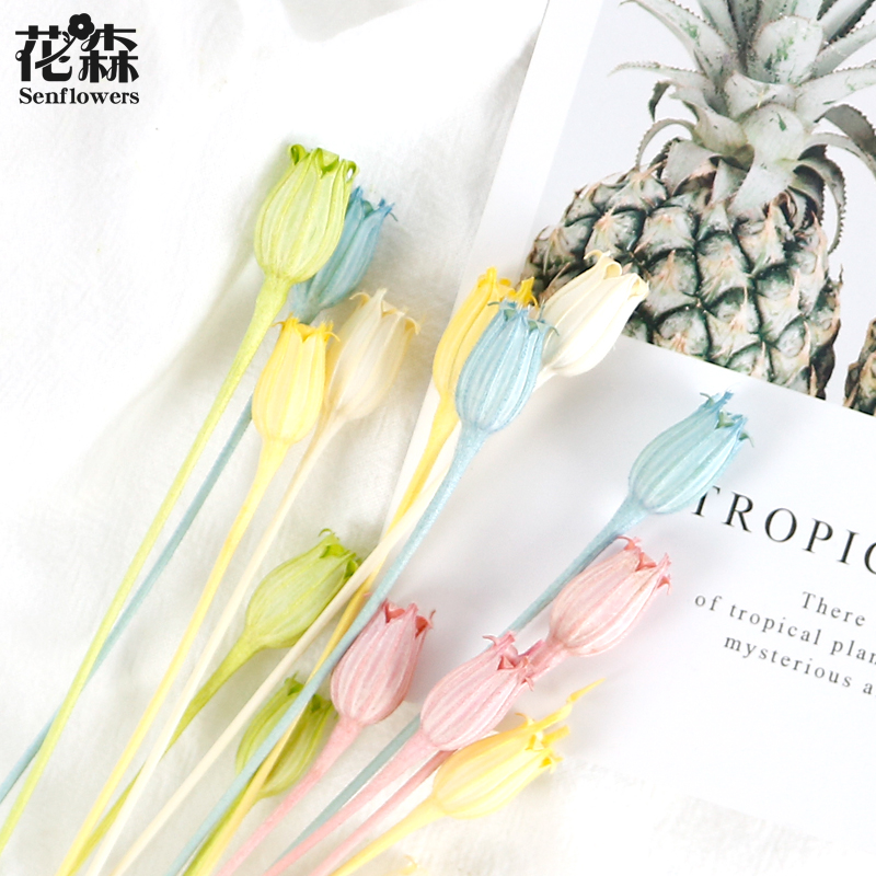 Imported from Japan Land Farm 50510 Windbell Grass Flower Lantern Fruit Drip Gum DIY Decoration with Fresh Eternal Flowers