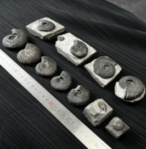 Ammonite fossil group plate natural rough stone paleontology tea pet repair collection ornament gift specimen popular science