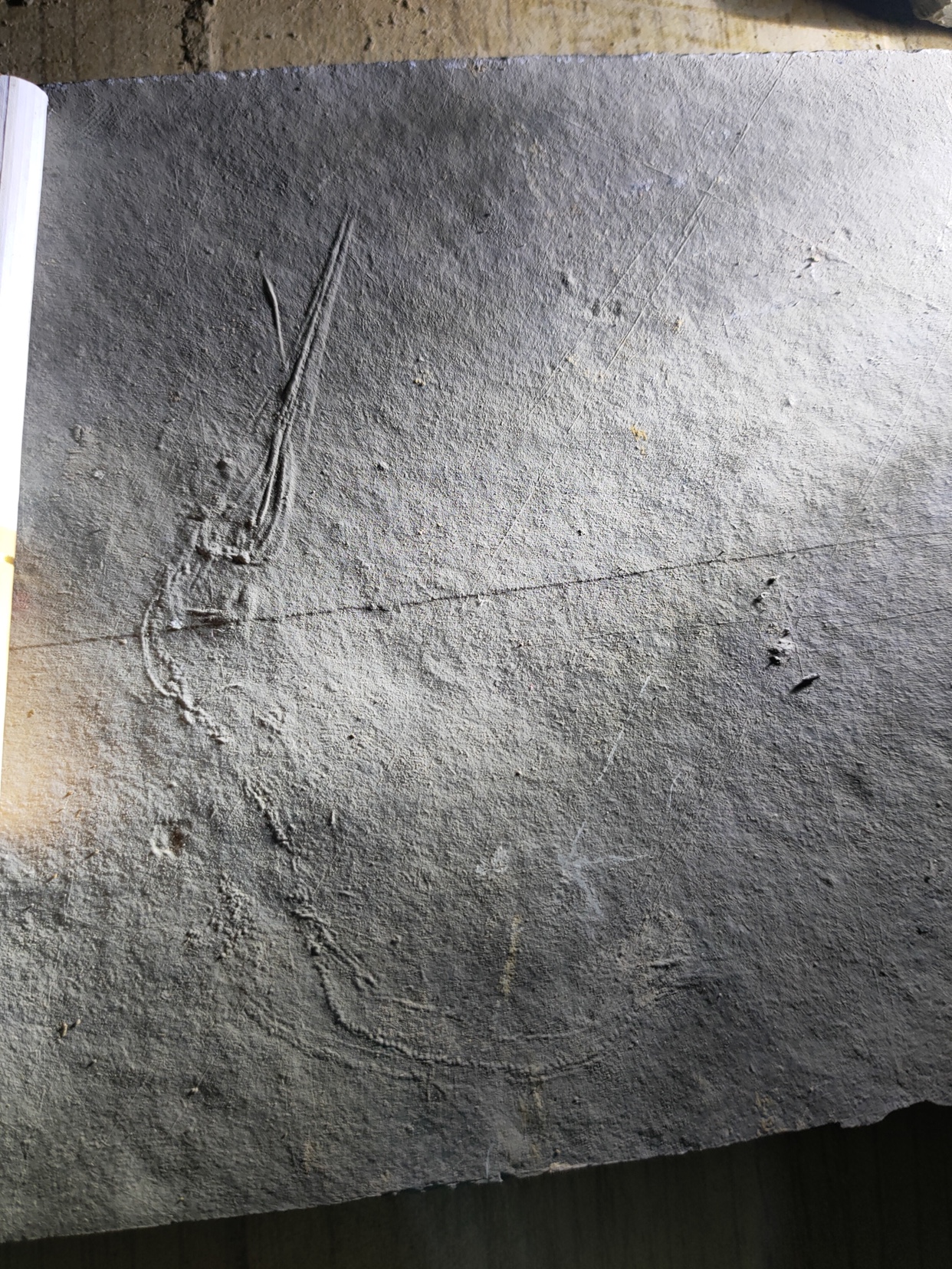 Haitian Lilies fossil dragon thorn animal Guizhou specialty paleontology science - fixture cleaning raw stone natural