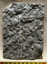 菊石化石群板天然原石古生物茶宠清修收藏摆件礼物标本科普