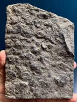 Natural Marine Ancient Bio Fossil Guizhou Teprofic Coptic Coptic Chrysanthemum Stone Dragon Fish Qingxiu Skilled Craftsman