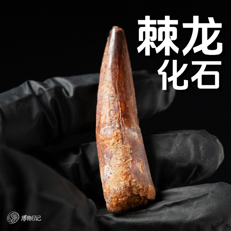 Spinosaur Tooth Fossil, Theropod Dinosaur, Paleontology and Geology Science Specimen, Educational Gift, Raw Stone