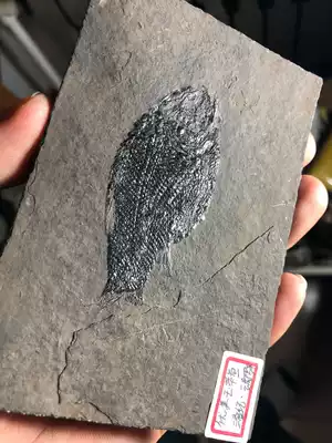 Beautiful jade belt fish fossil natural original stone clear repair gift ornaments teaching specimens Guizhou collection rib scale fish Red Dragon