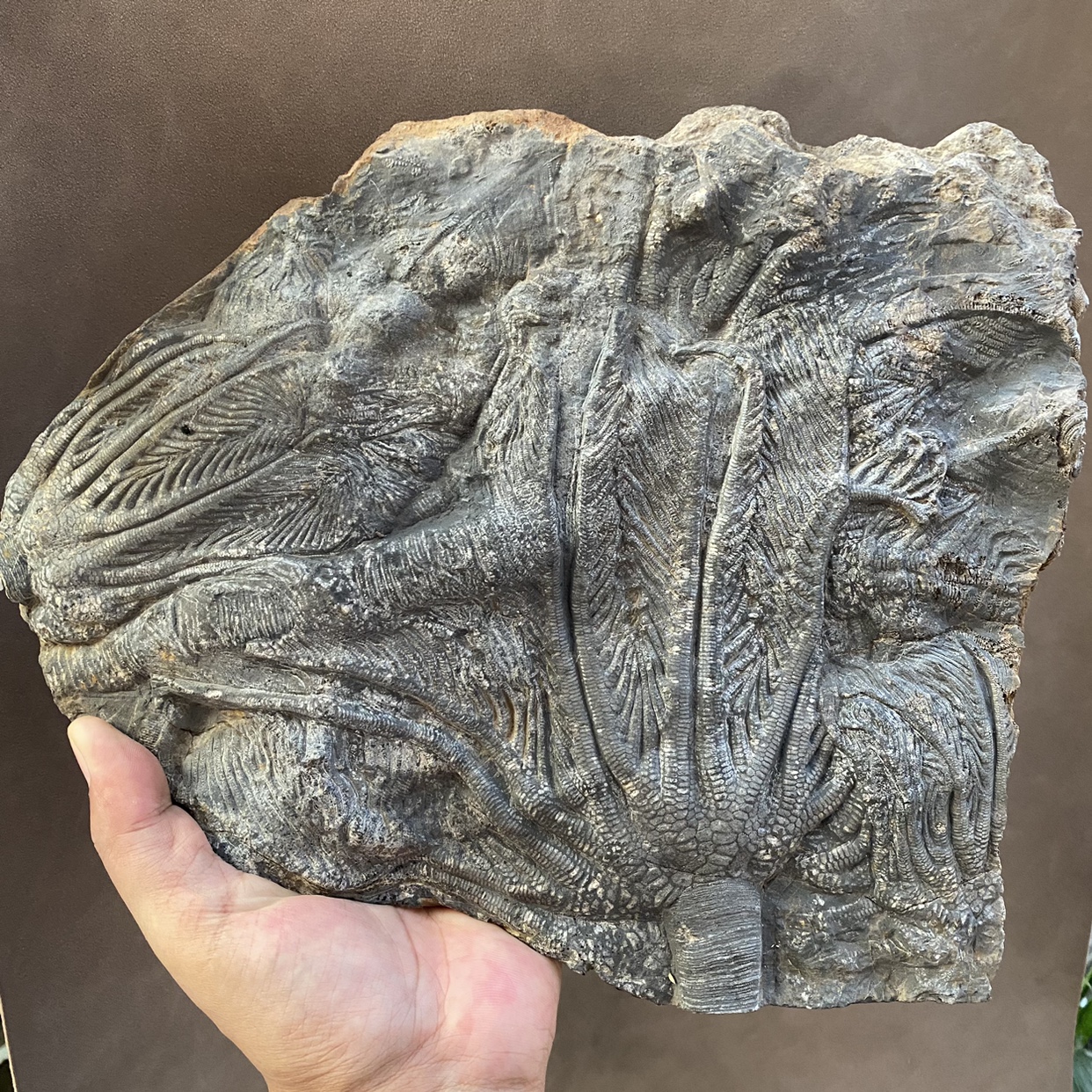 Sea lily Guizhou Thorns Spiny Animal Ancient Bio Fossil Copra Gift Pendulum of Qingxiu Original Stone-Taobao