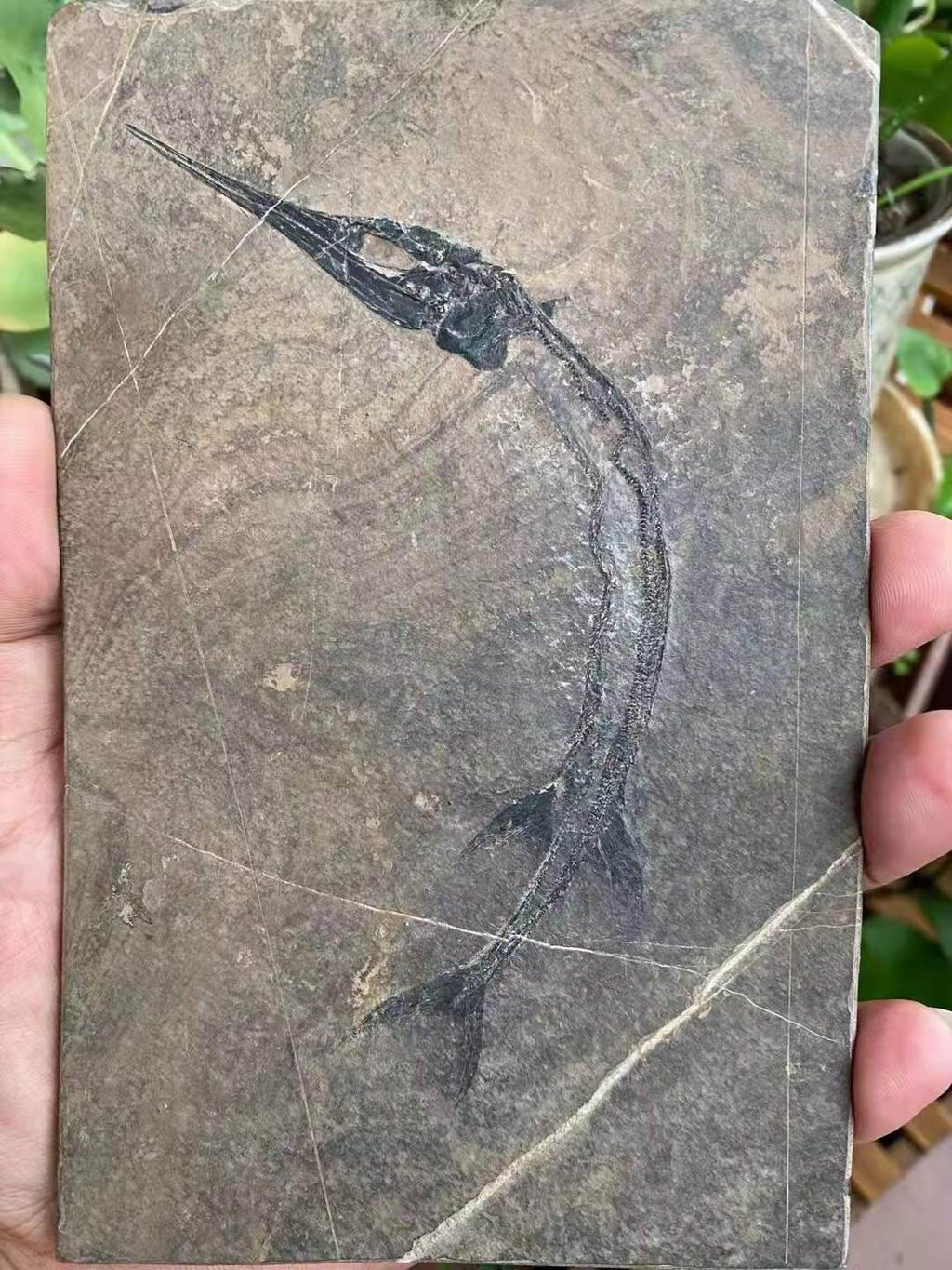 Red dragon fossils Guizhou Yunnan specialty paleontology popular science gift ornaments Qingxiu rough natural