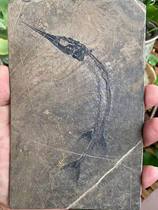 Arowana fossils Guizhou Yunnan specialty paleontology popular science gift decoration Qingxiu rough natural