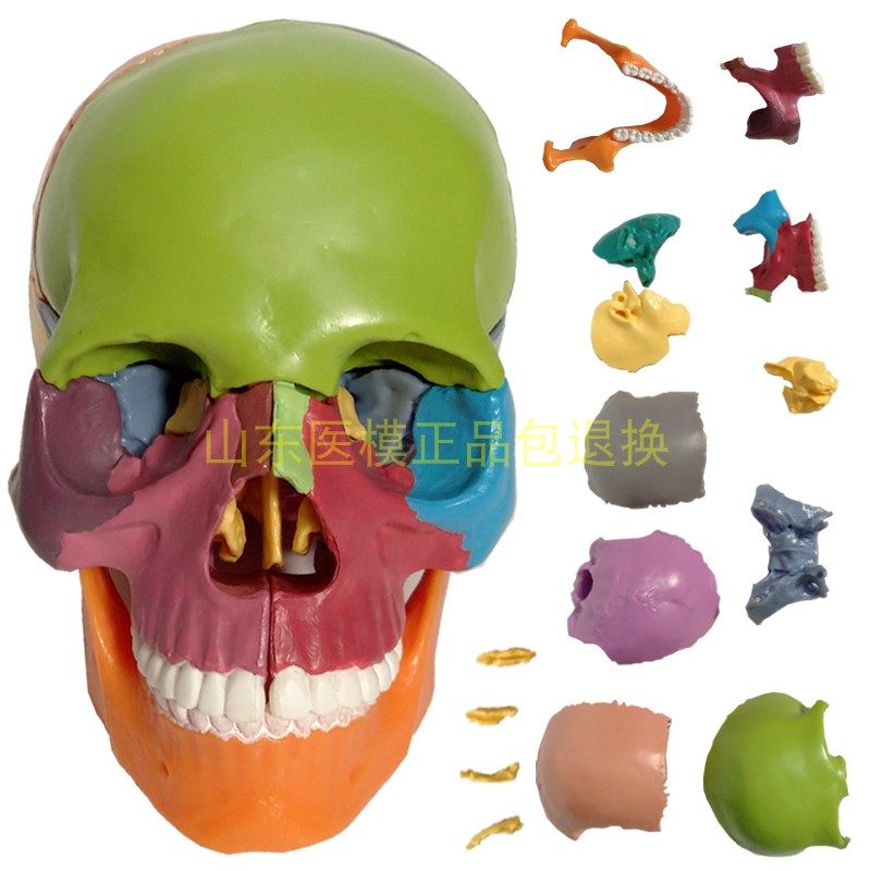 Small colour splitting skull model Removable Skull Model 15 Part of detachable skull head model