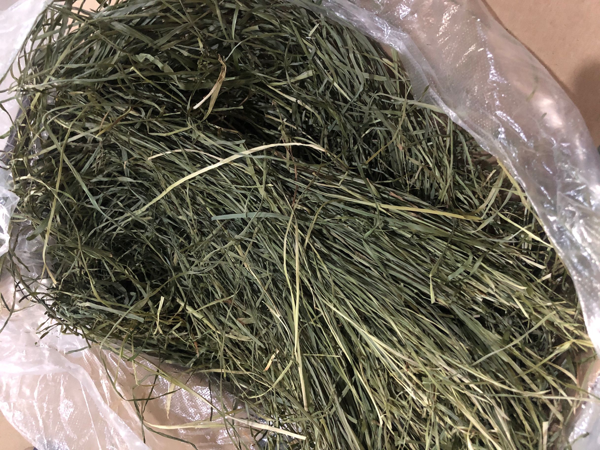 Fruit tree grass rabbit guinea pig dragon cat earth pluss black tail pasta hay main food transition ti Moses pituitary ear rabbit dwarf