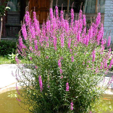 千屈菜花苗水生陆生两栖植物花期6至9月特宜花境美化挺水植物