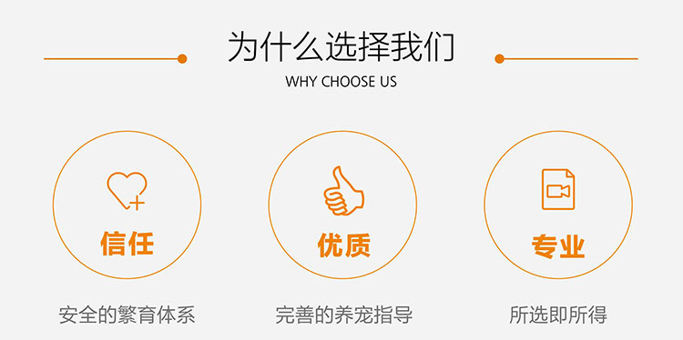 广州哪里有卖纯种椒盐色超小体雪纳瑞幼犬 找新家