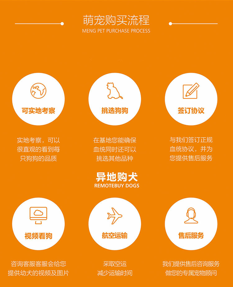 广州哪里有卖纯种椒盐色超小体雪纳瑞幼犬 找新家