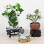 Cơ sở gỗ cổ Thành Đô trồng cây cung cấp hoa đứng bonsai chậu hoa đứng đa tiêu chuẩn hai màu - Nguồn cung cấp vườn binh tuoi cay